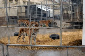 Tiger im Circus Krone - Verbot von Zirkussen mit Wildtieren in Dresden