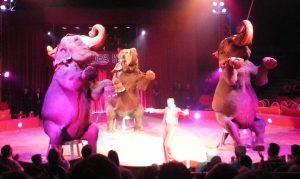Elefanten in der Vorstellung beim Zirkus - Verbot von Zirkussen mit Wildtieren in Dresden