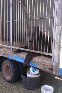 Bär in kleinem Käfig beim Zirkus - Verbot von Zirkussen mit Wildtieren in Dresden
