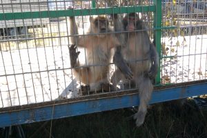 Affen im engen Käfig eines Zirkus-Wagens - Verbot von Zirkussen mit Wildtieren in Dresden