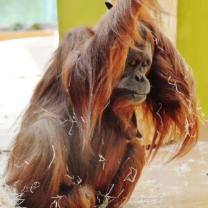 Trauriger Orang-Utan in einem Affenhaus in einem Zoo.